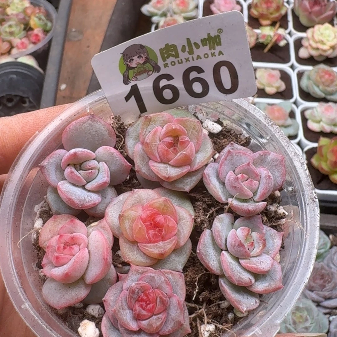 多肉植物多肉植物