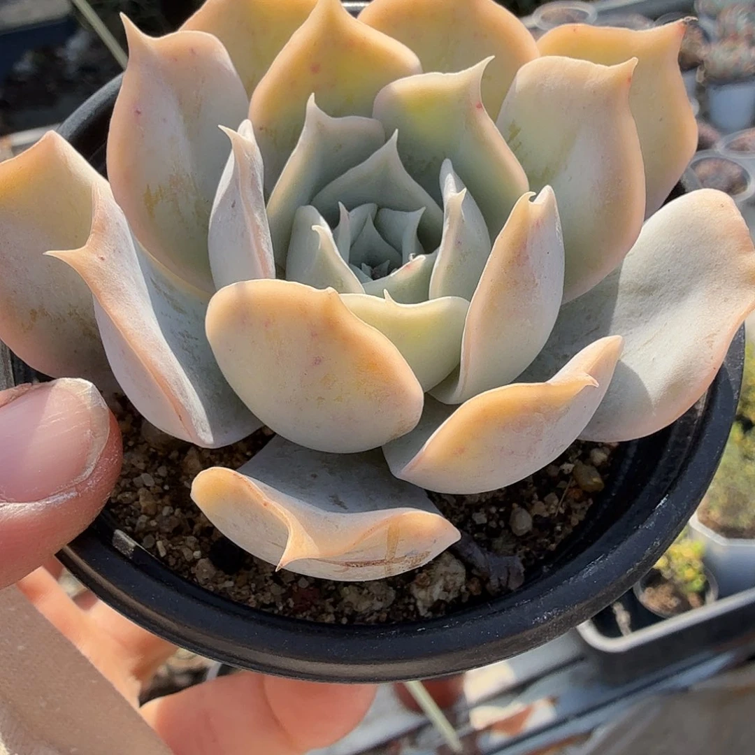 971八公分蓝鲸满20包邮