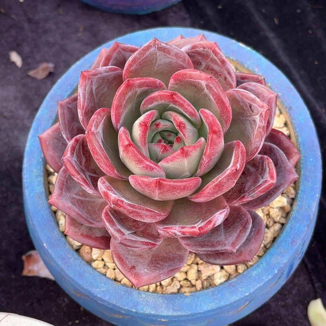 多肉植物一物一拍