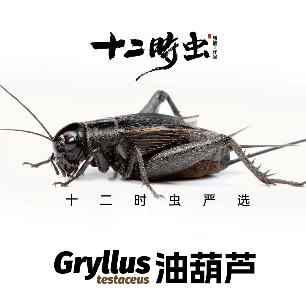 油葫芦活体蟋蟀蛐蛐活虫守宫蜥蜴角蛙蜘蛛爬宠高蛋白