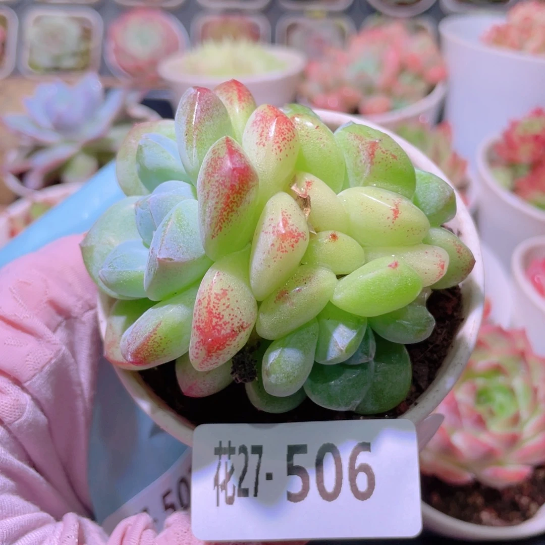 花利美27-506冰玉
