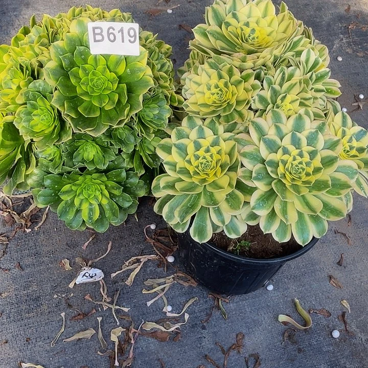 娜*奇多肉法师619号金丝➕迈巴赫两颗