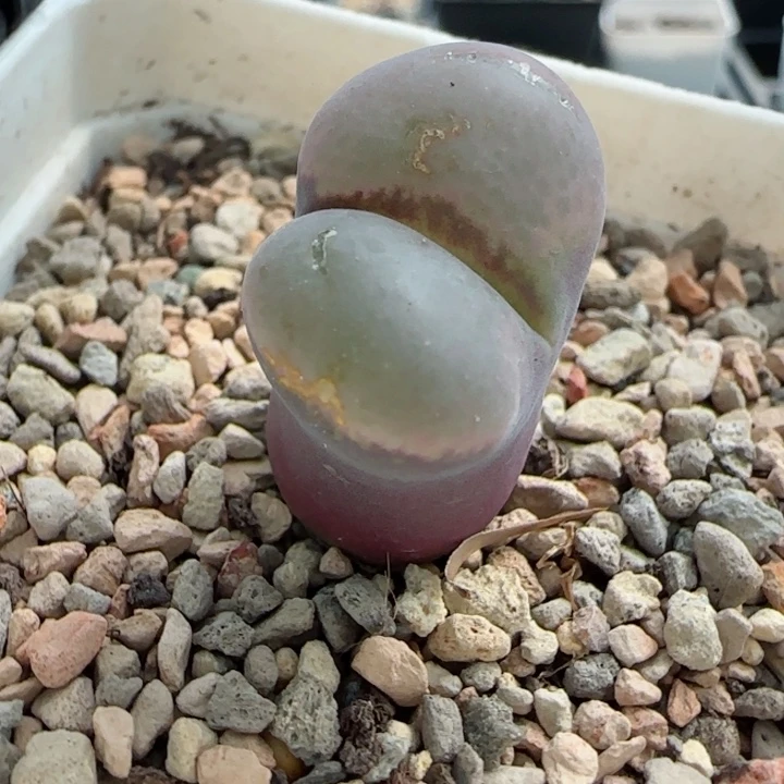 多肉植物原株一颗93号