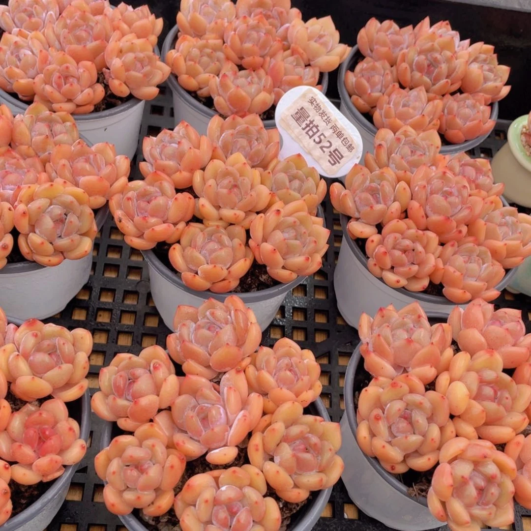 量拍52号 果冻韩版仙女橙单头组合7个