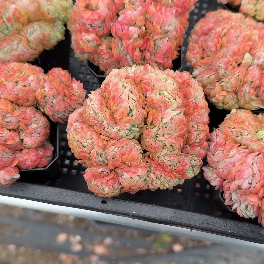 贝瑞缀化多肉植物
