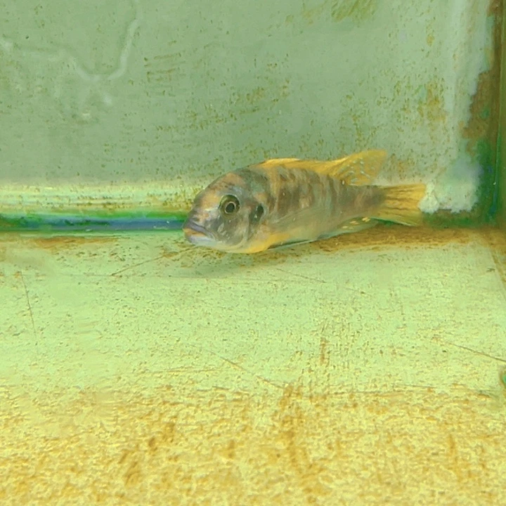 黄***毛海水鱼11111111138