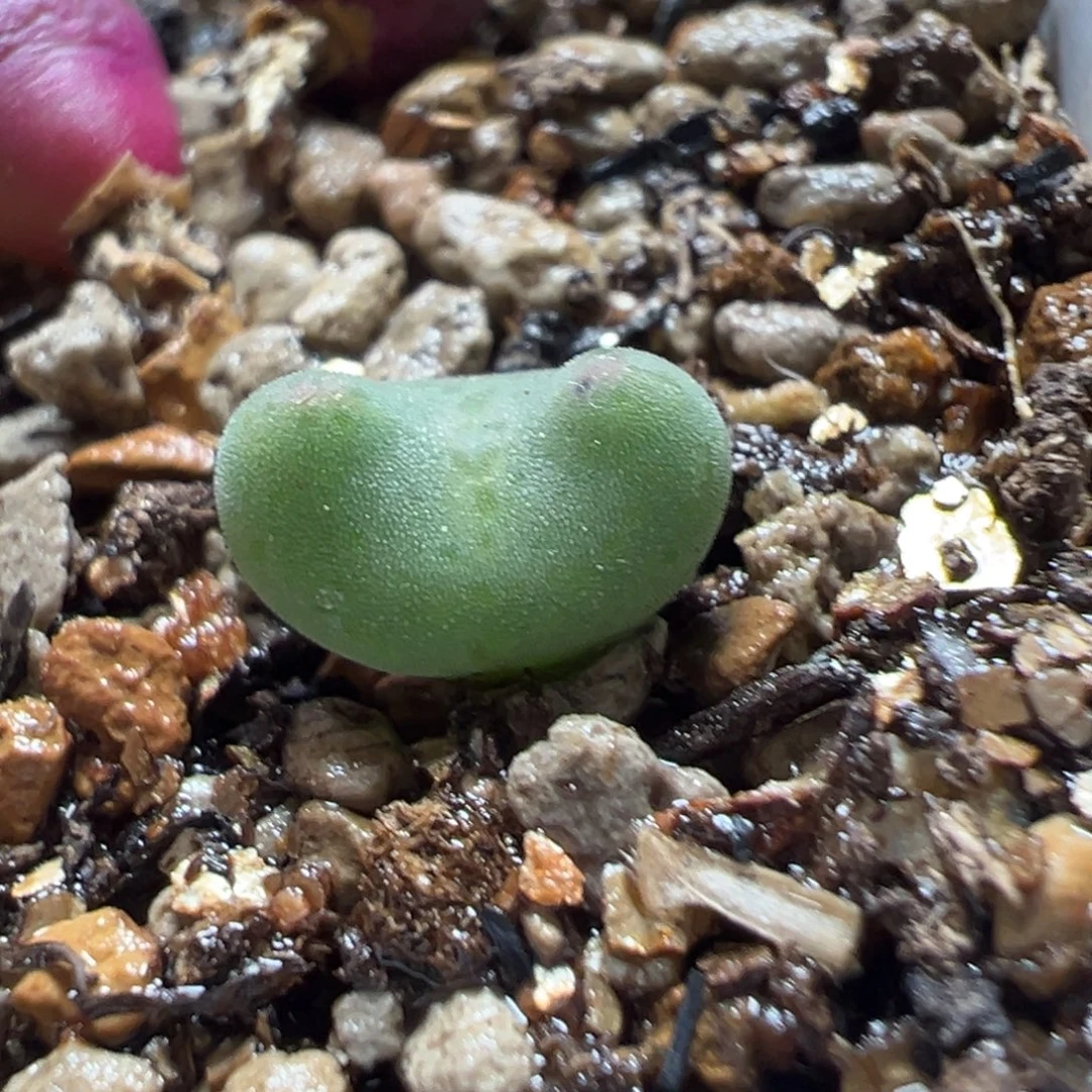 巨型毛弹弓多肉植物