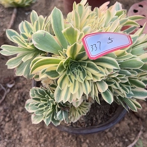 多肉植物金丝337