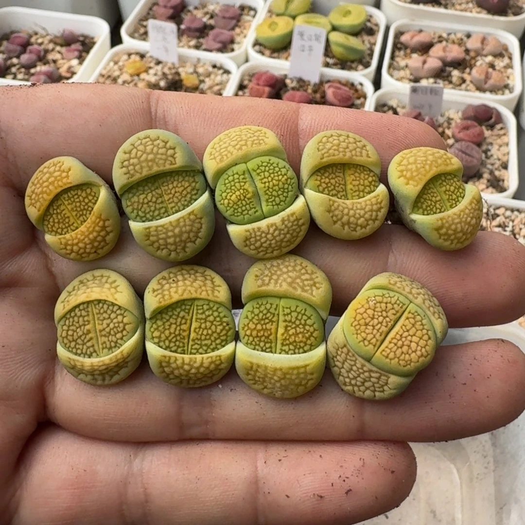 G632黄绿巴里杂二代三年