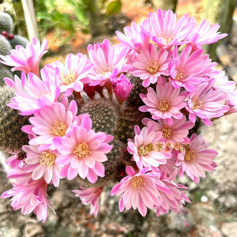 淡雪12宝山属仙人球小型球不扎手爱开花