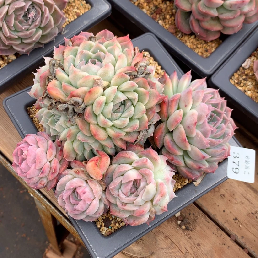 379杂交精品基地17冠