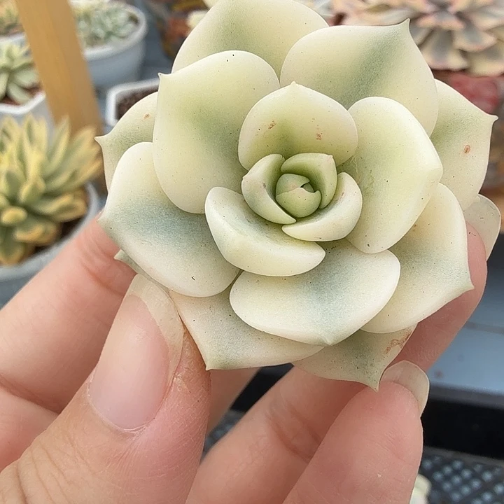 白牡丹锦，多肉植物有须根