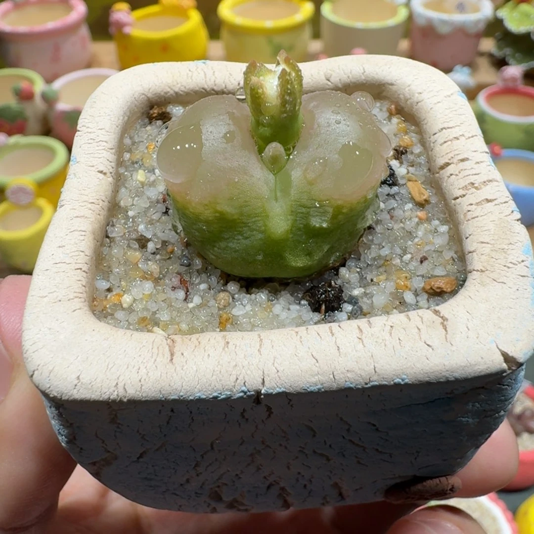 蘑菇1152蟠桃多肉植物
