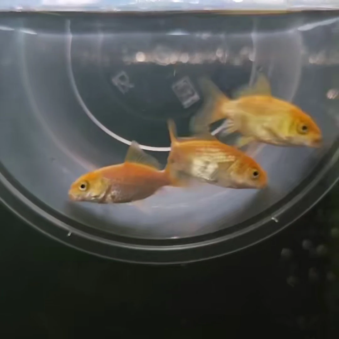 蝴蝶鲤观赏鱼冷水鱼具体尺寸以直播为准。