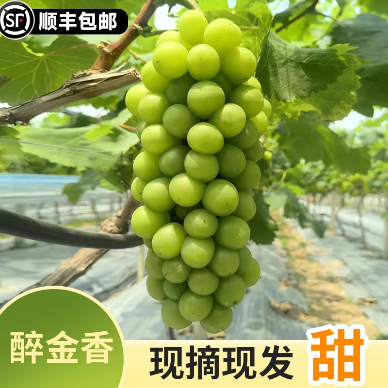 【顺丰包邮】新鲜精品葡萄醉金香台州原产地发货