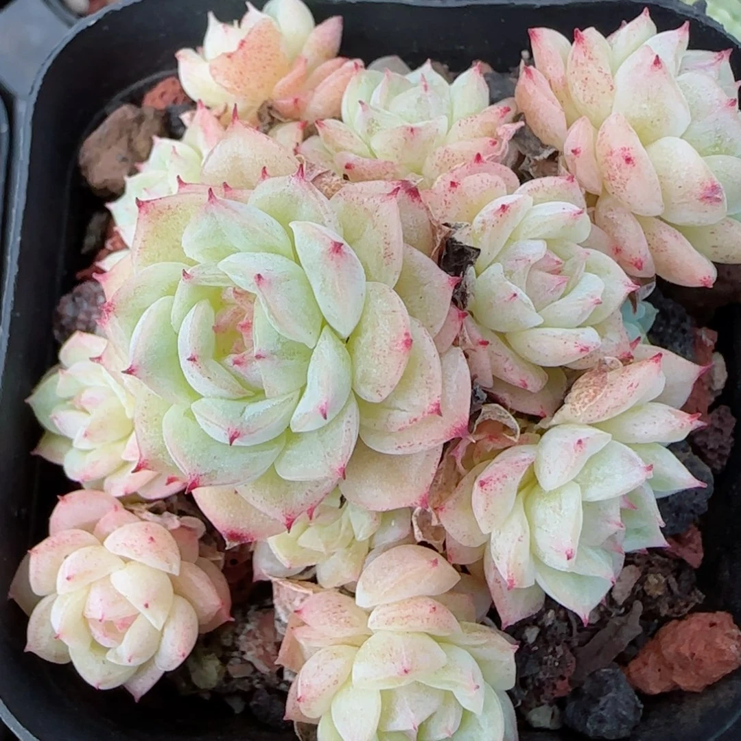 花语逸镜1020-220女王散