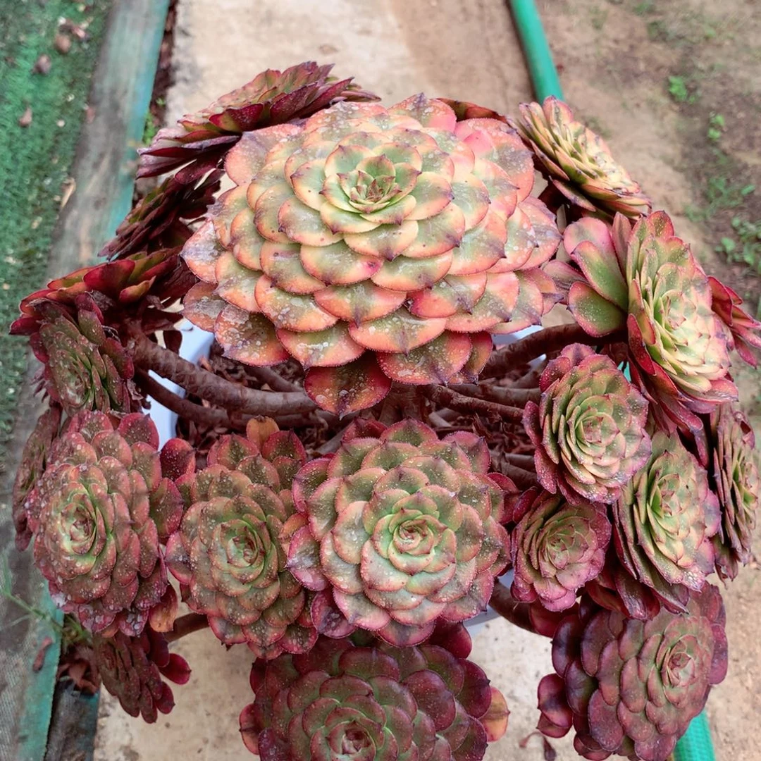 粉姬福利，多肉植物