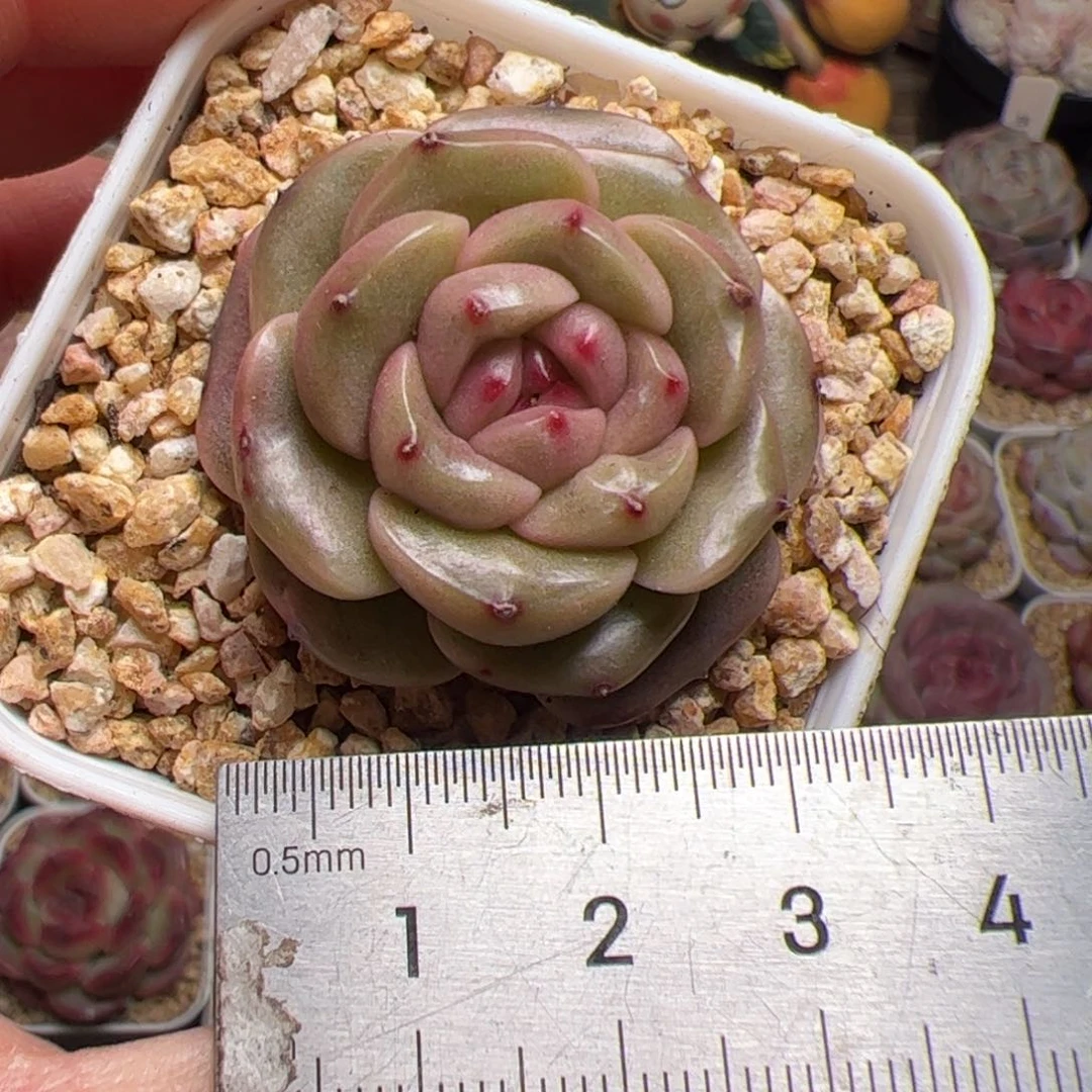 655 多肉植物组合盆栽