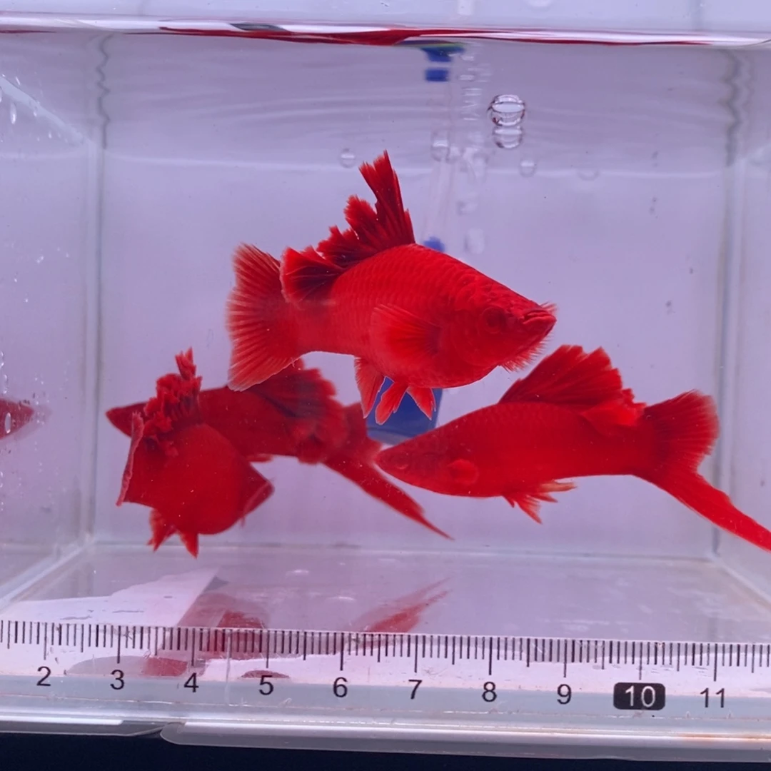 红剑鱼高鳍红剑成鱼2公2母