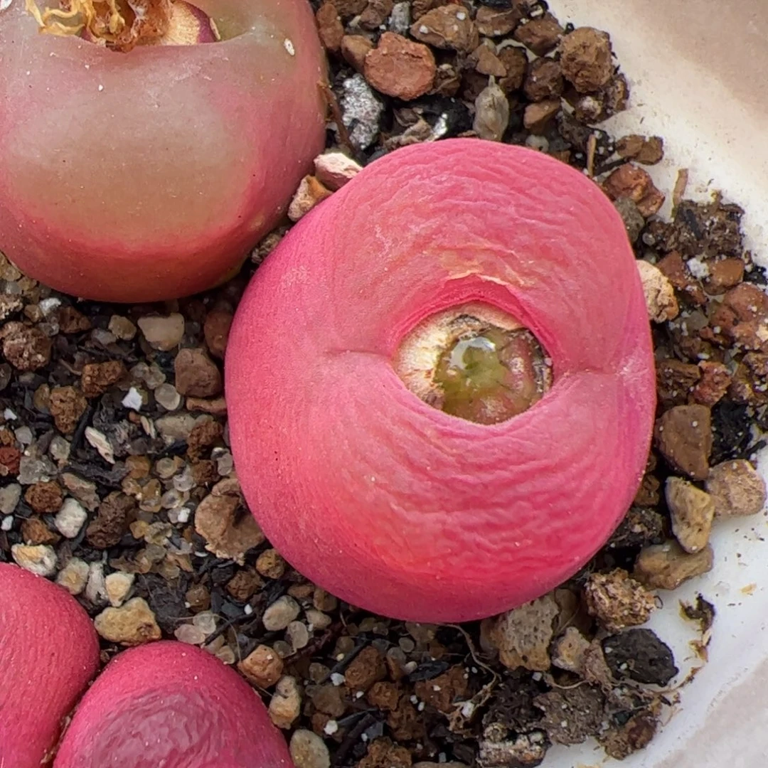 0331号毛 多肉植物