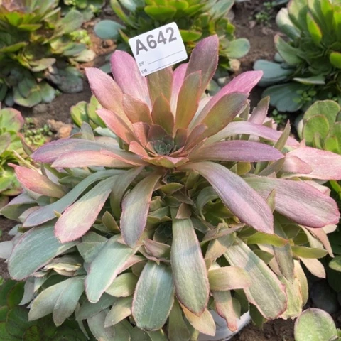 多肉植物浣纱捧花