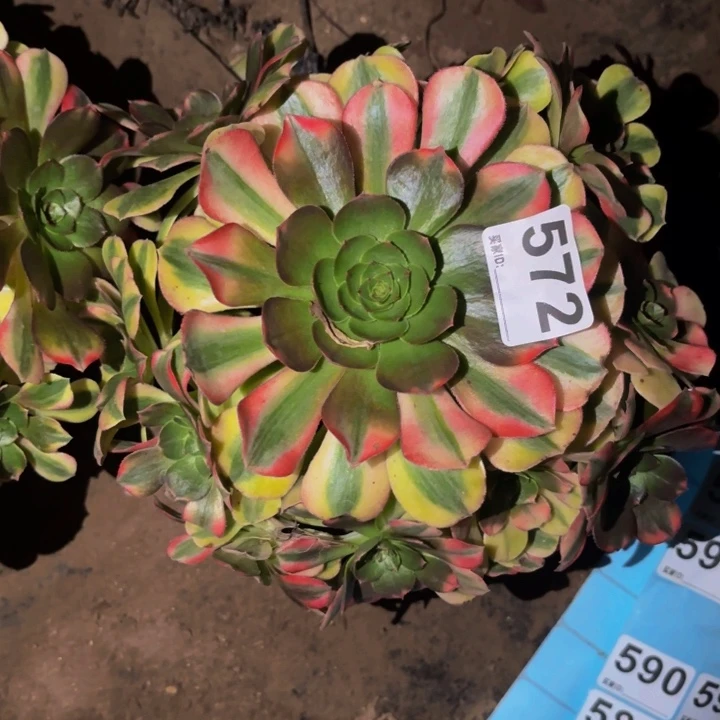 572雨荷多肉植物不售后