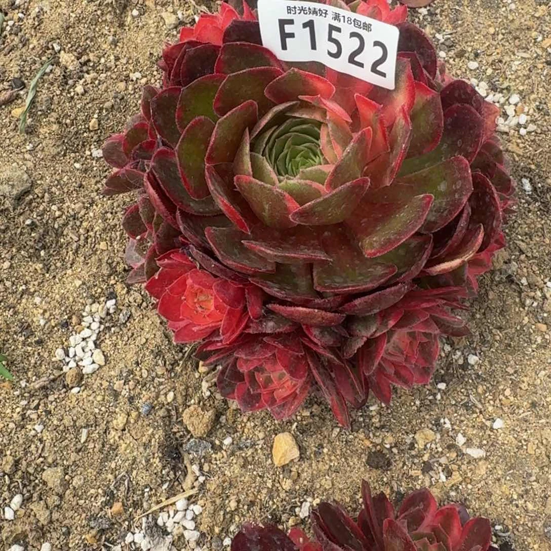 1522黑魔锦多肉植物