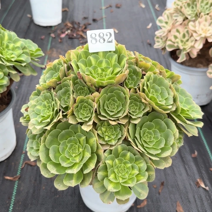 翡翠琉璃法师一颗882