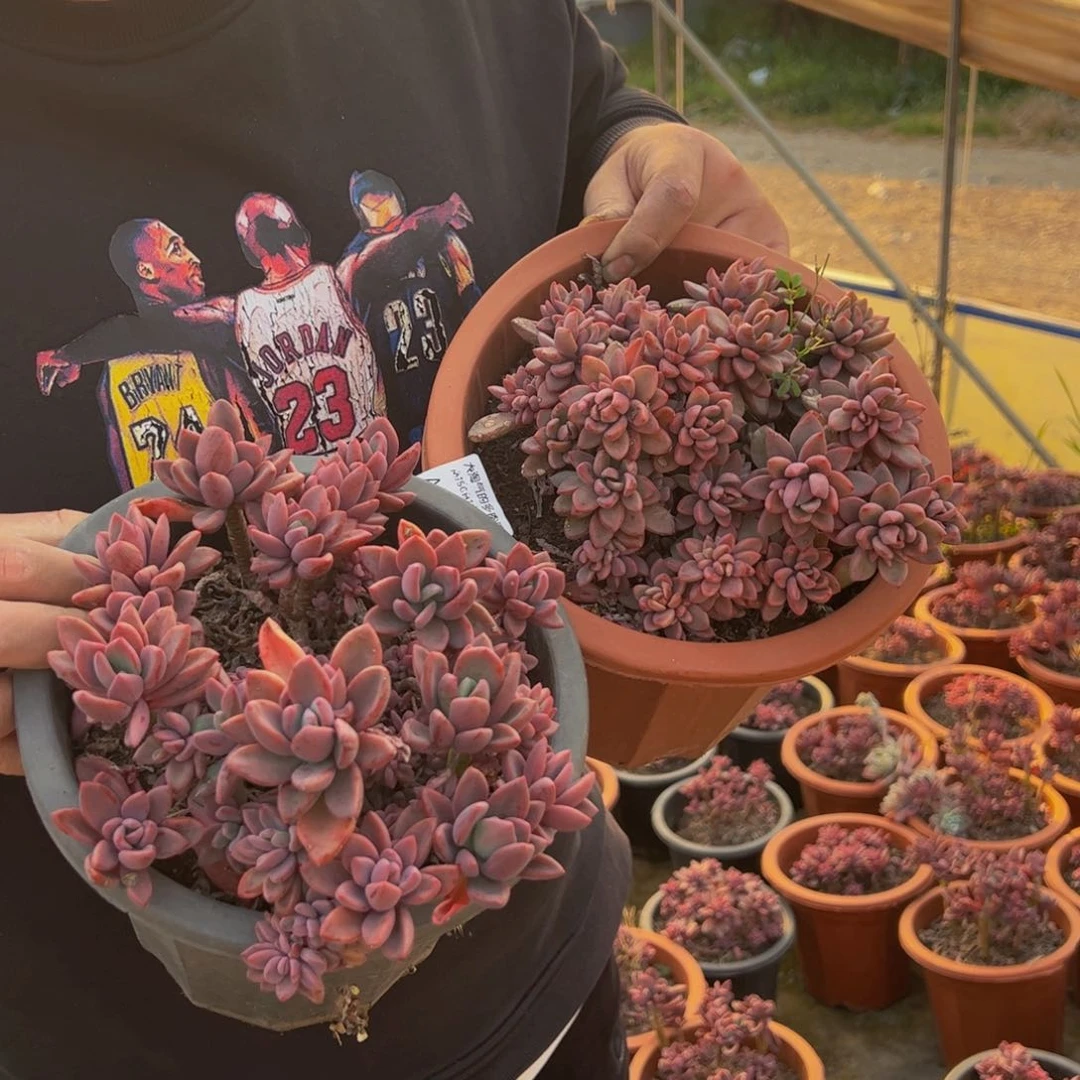 紫心大盆多肉植物