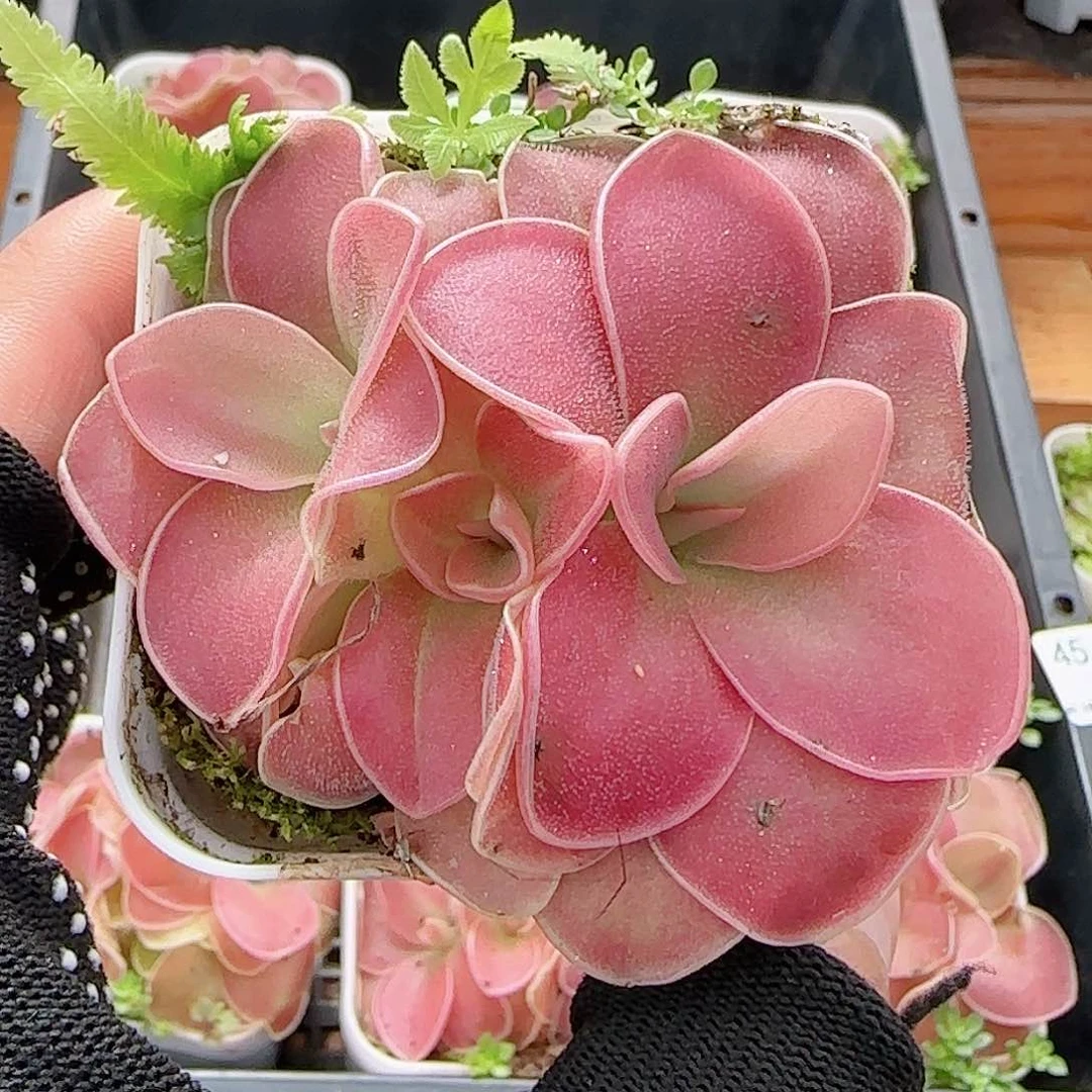 忆***，多肉0702-47赛题捕虫堇