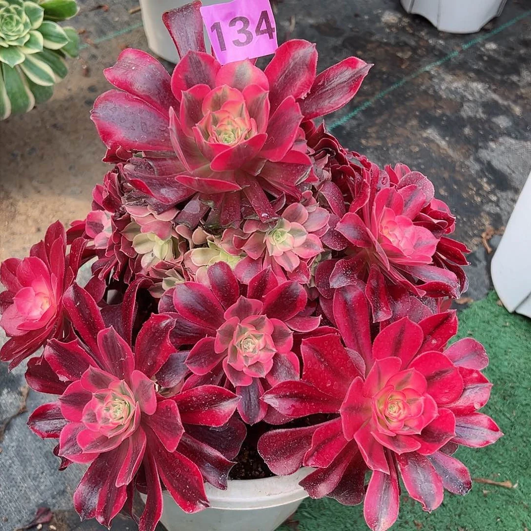 134美杜莎法师多肉