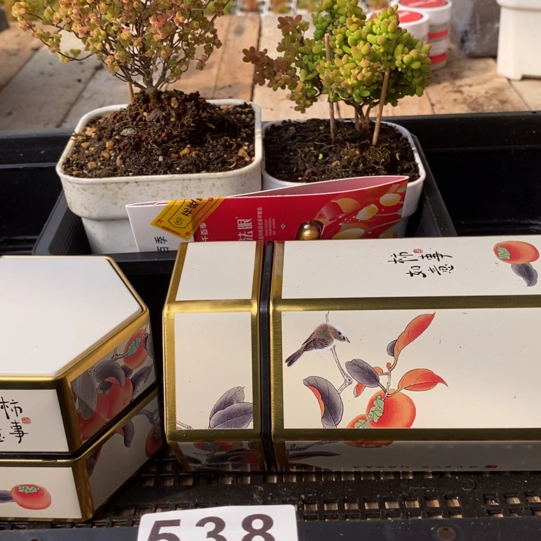 枝干番杏多肉植物538