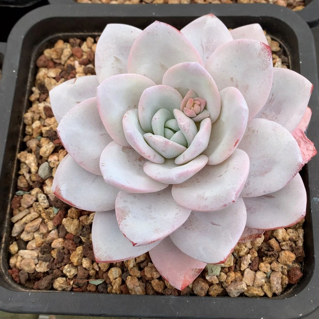 我们家的小姐姐们