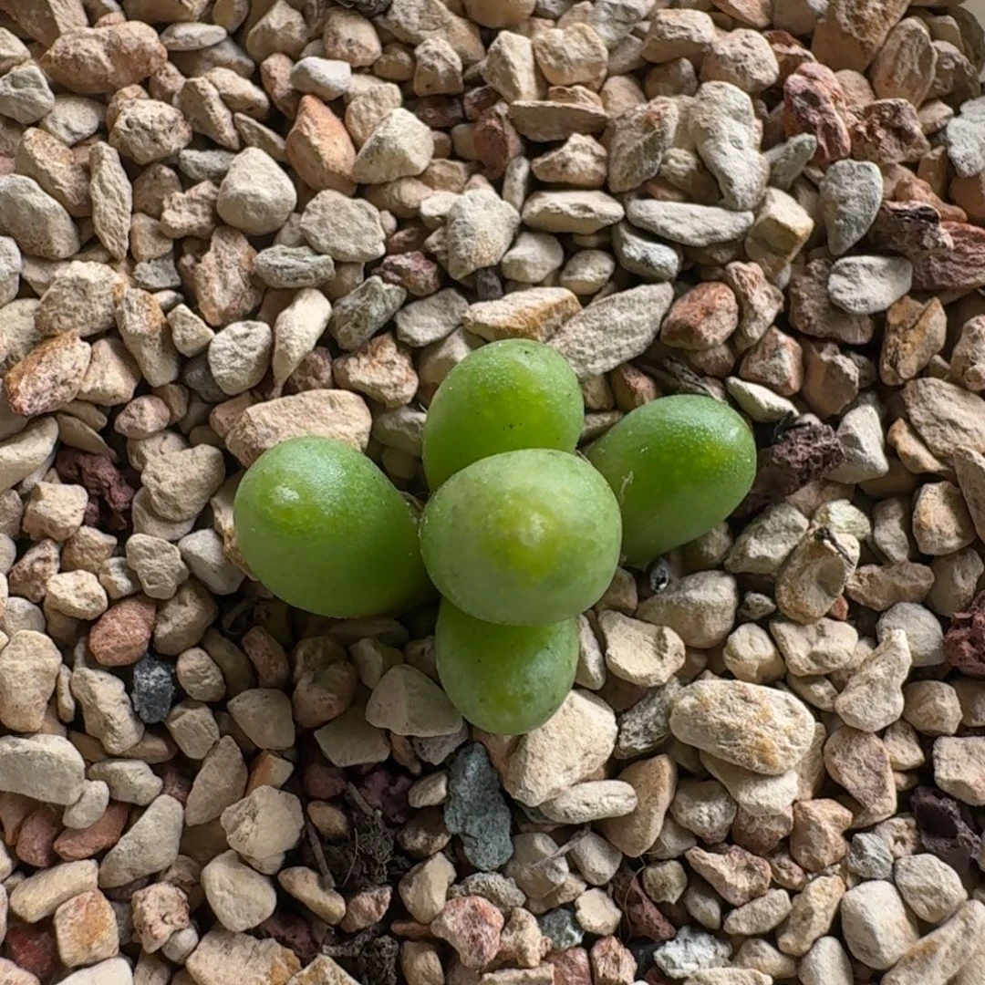 鲸***喜1201-034肉锥肉锥肉锥