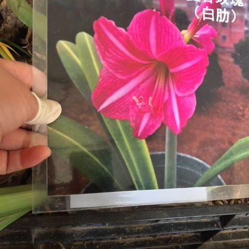 当前无花朵，栽培后可花朵曼谷玫瑰花苗