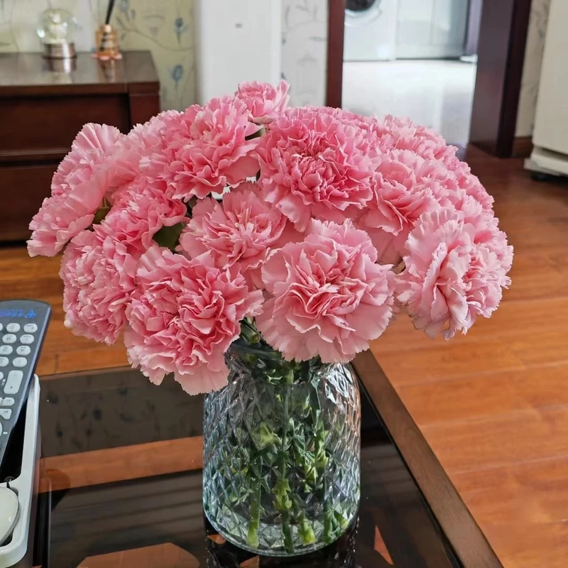 【单头康乃馨】家用养花优选