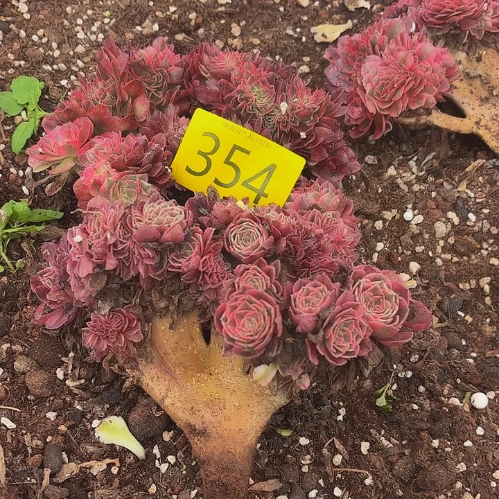 你***帅多肉植物福利354个