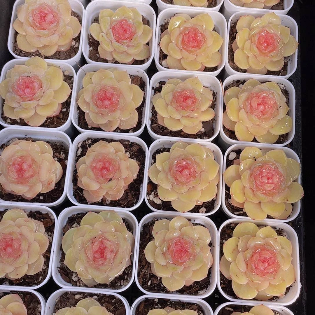 1225号 芙蓉珍妮单头一个