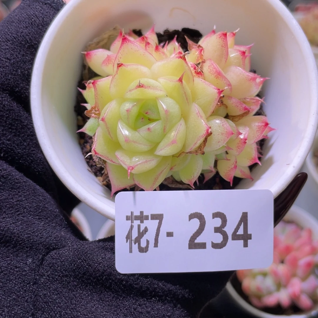 花利美7-234麦秆群