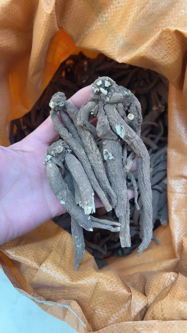 云南高原现收现发 独角甜当归