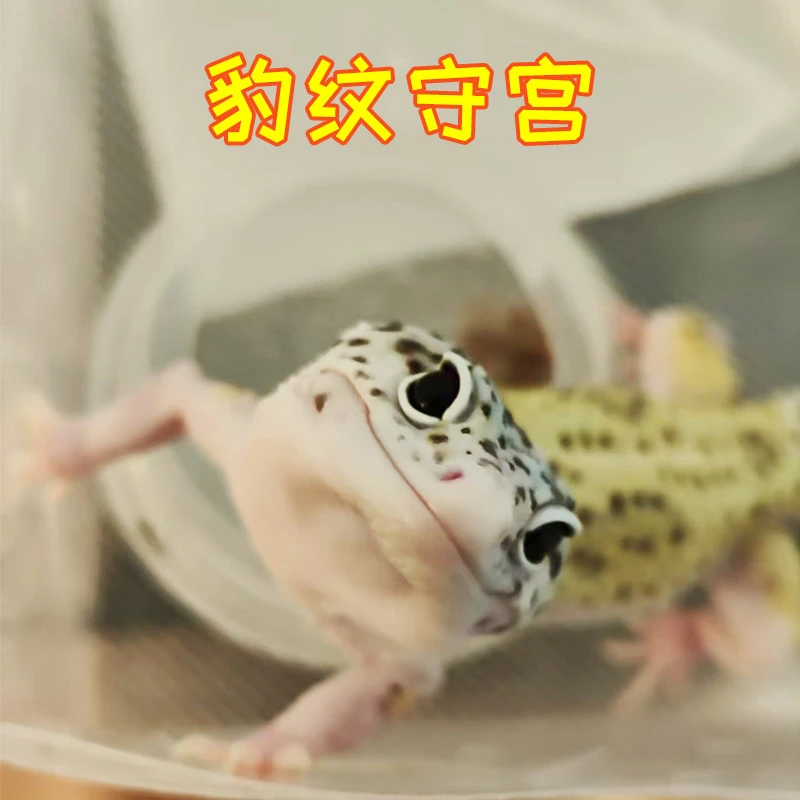 豹纹守宫活体新手易养一图一物