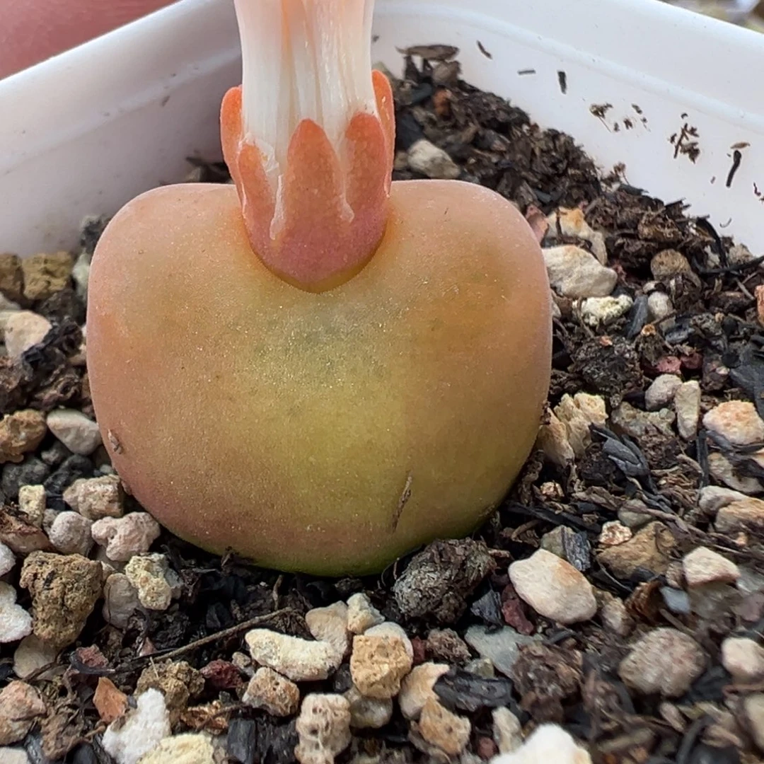 607水蜜桃带盆土发货