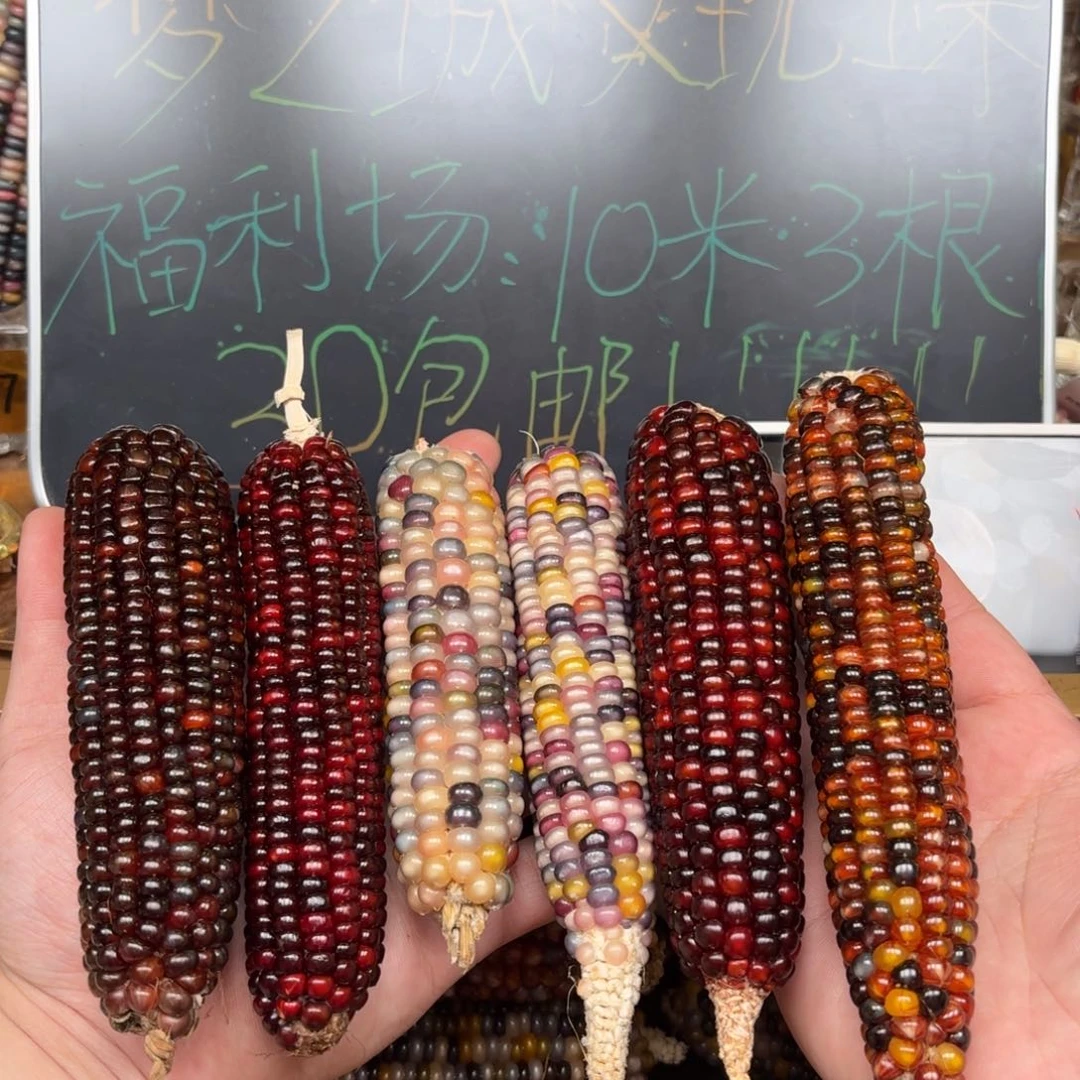 柏香籽/百香籽吊坠狗*