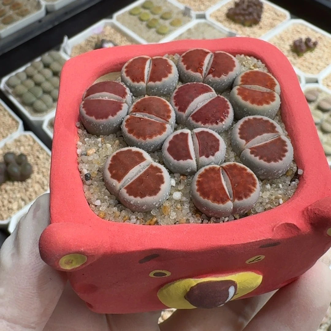 1004-06连盆带花红窗朱唇