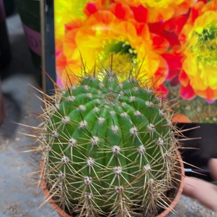 自根大满贯毛花住一杯