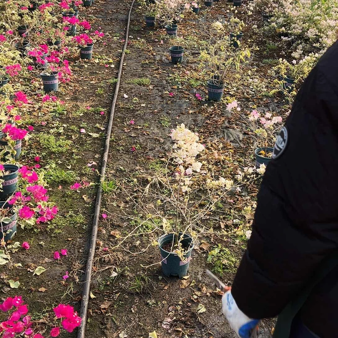 雪***无花朵哈哈哈哈哈好