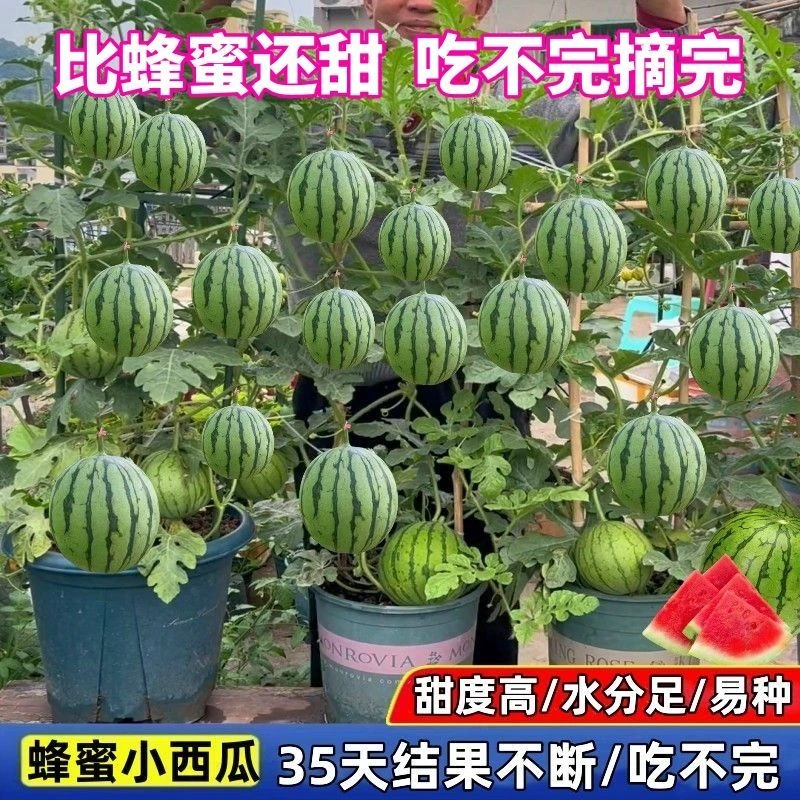 【春播】超甜盆栽蜂蜜小西瓜种子无籽麒麟小西瓜种子阳台盆栽四季