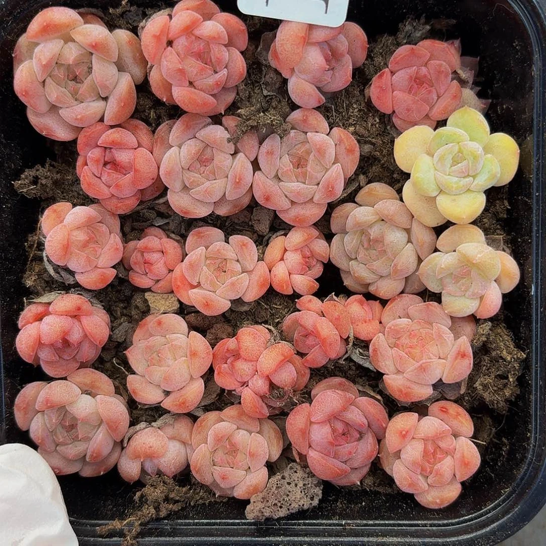 多肉植物多肉植物179
