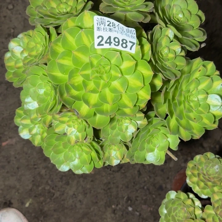 24987南抹茶多肉zhiwu