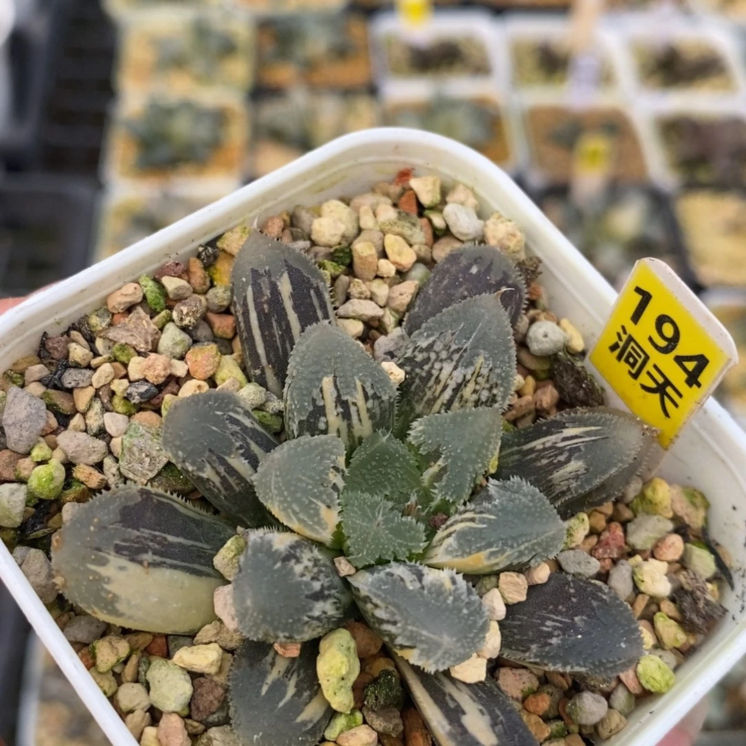 194白帝城十二卷多肉植物